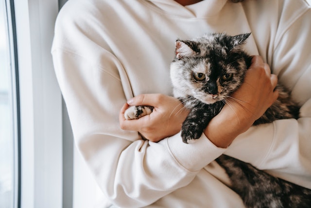 person in a white sweater holding a black and white cat